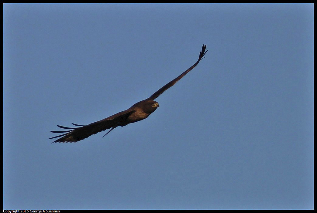 0302-090829-05.jpg - Red-tailed Hawk