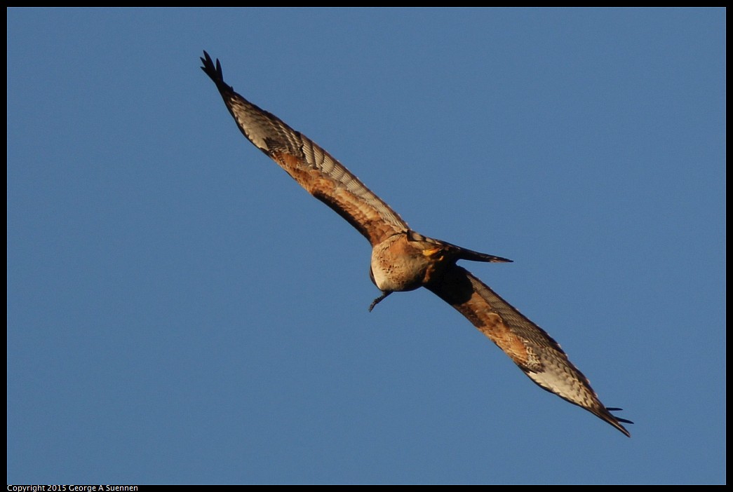 0302-091944-06.jpg - Red-tailed Hawk