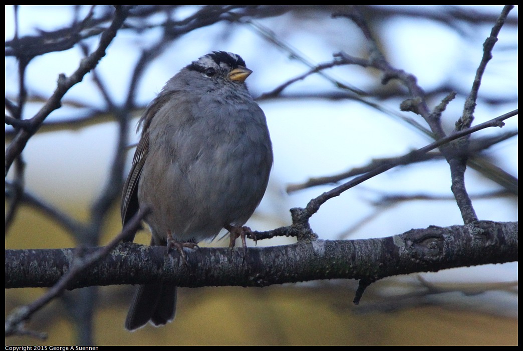 0302-092917-02.jpg - White-crowned Sparrow