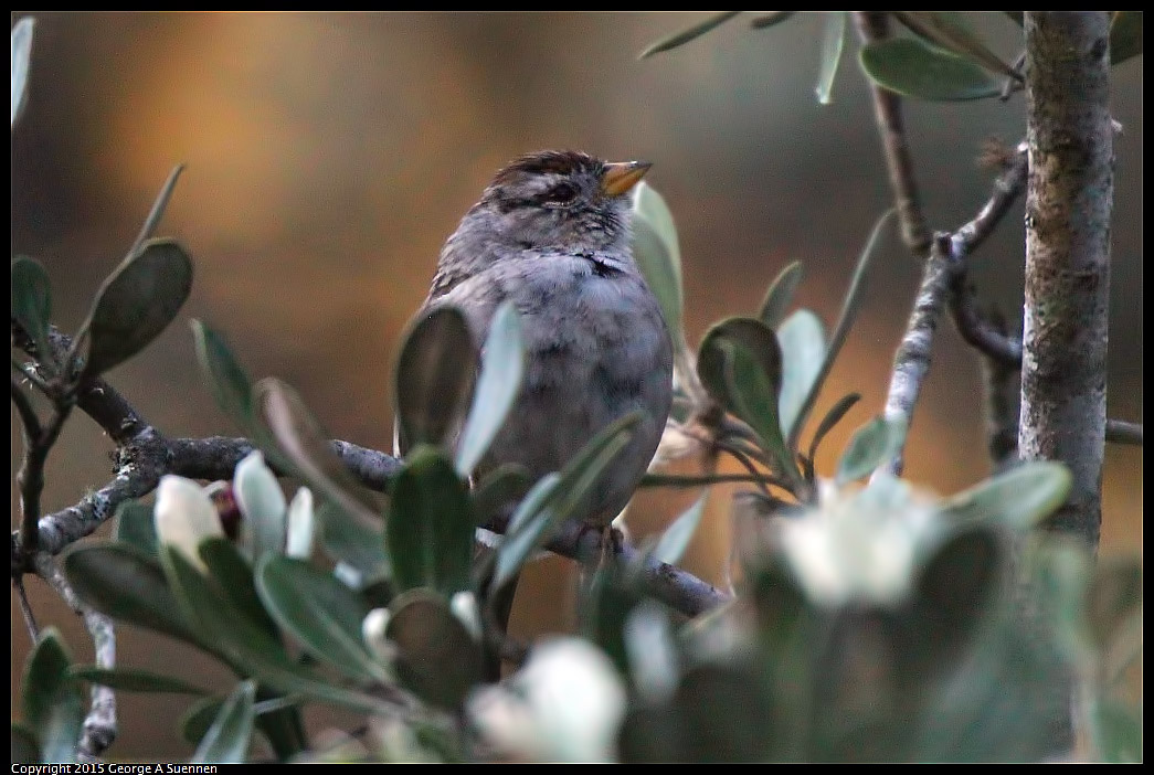 0302-093953-02.jpg - White-crowned Sparrow