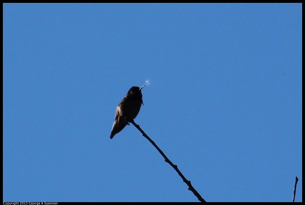 0306-155119-02.jpg - Anna's Hummingbird
