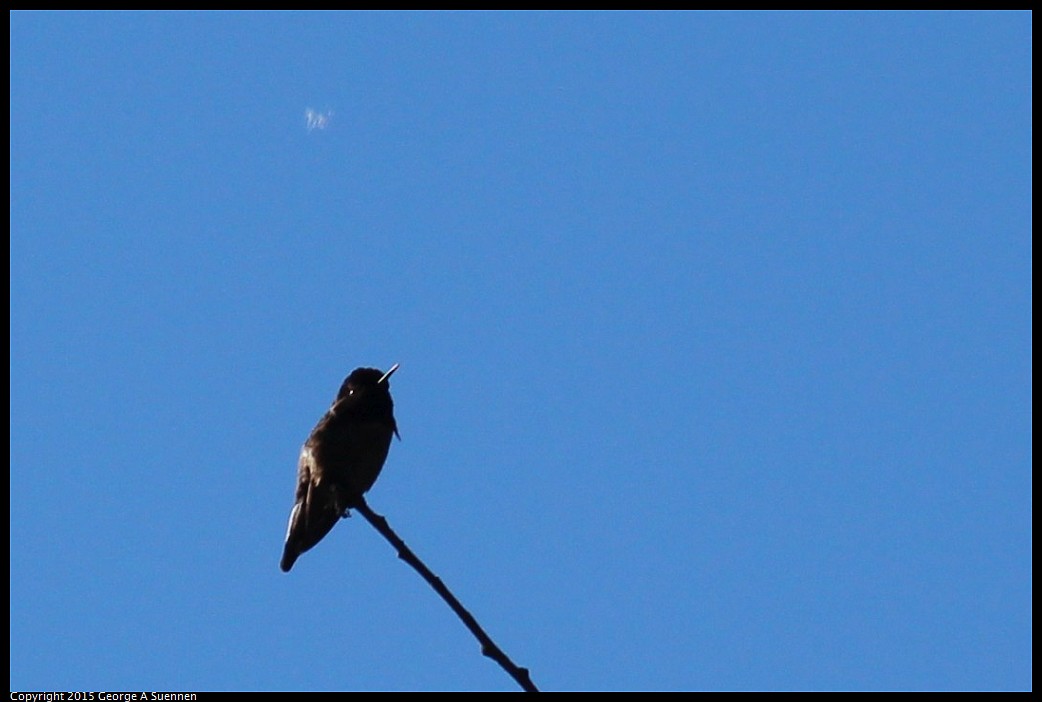 0306-155119-03.jpg - Anna's Hummingbird