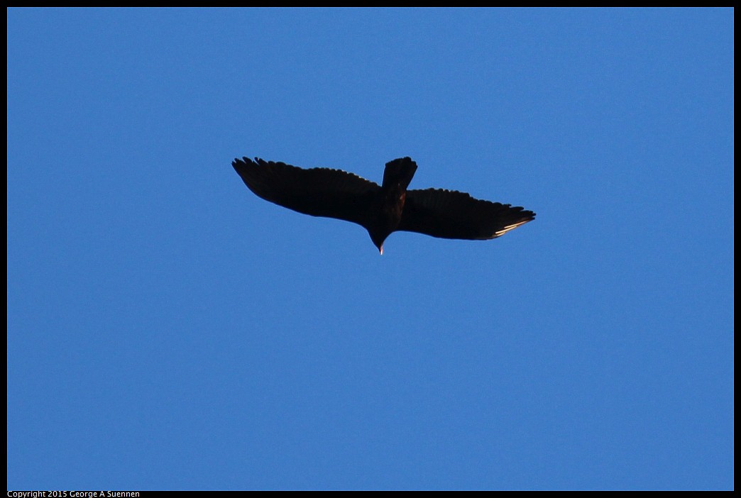 0306-171136-01.jpg - Turkey Vulture