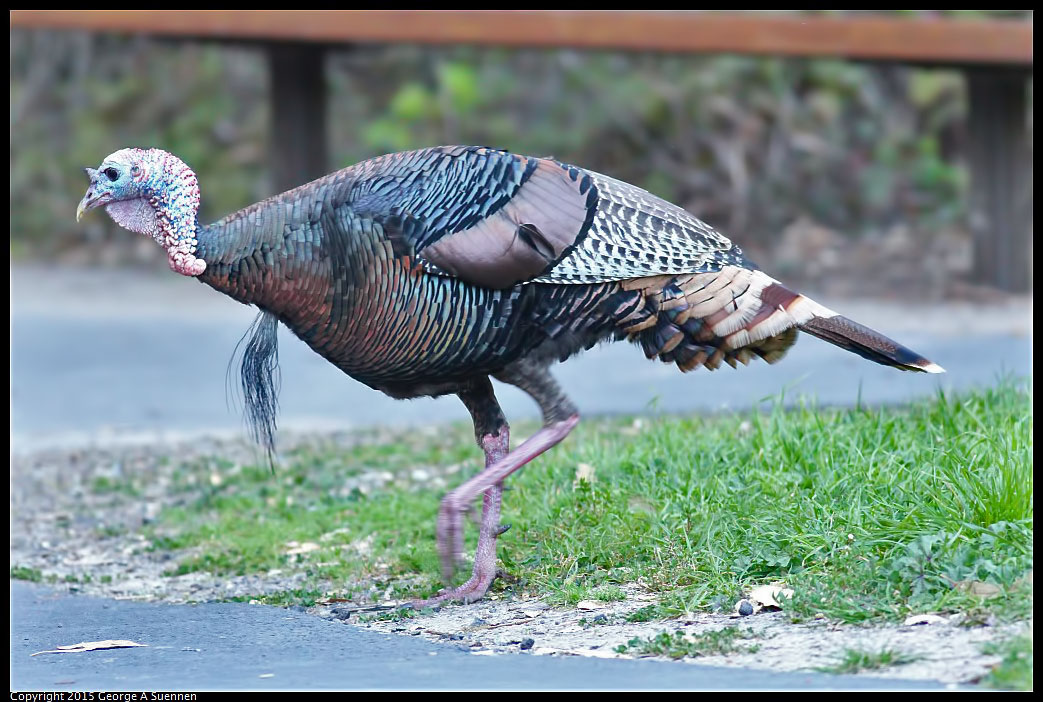 0306-172256-03.jpg - Wild Turkey