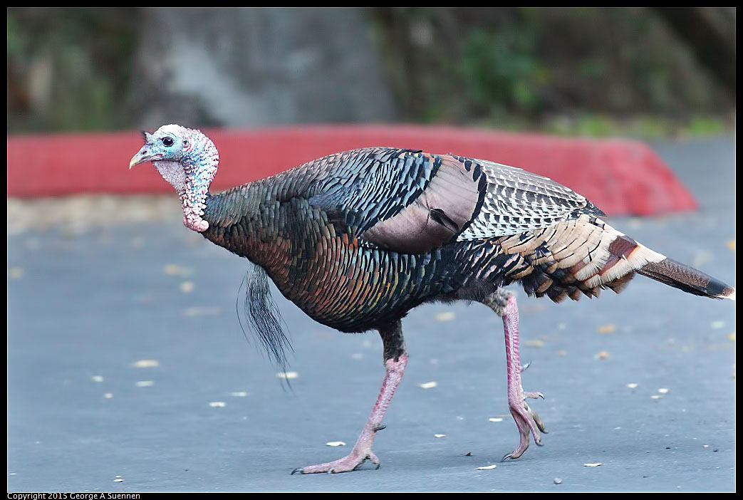 0306-172301-01.jpg - Wild Turkey
