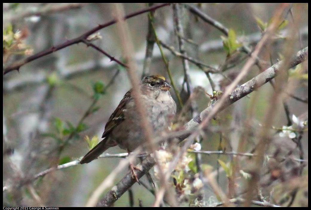 0306-172603-01.jpg - Golden-crowned Sparrow