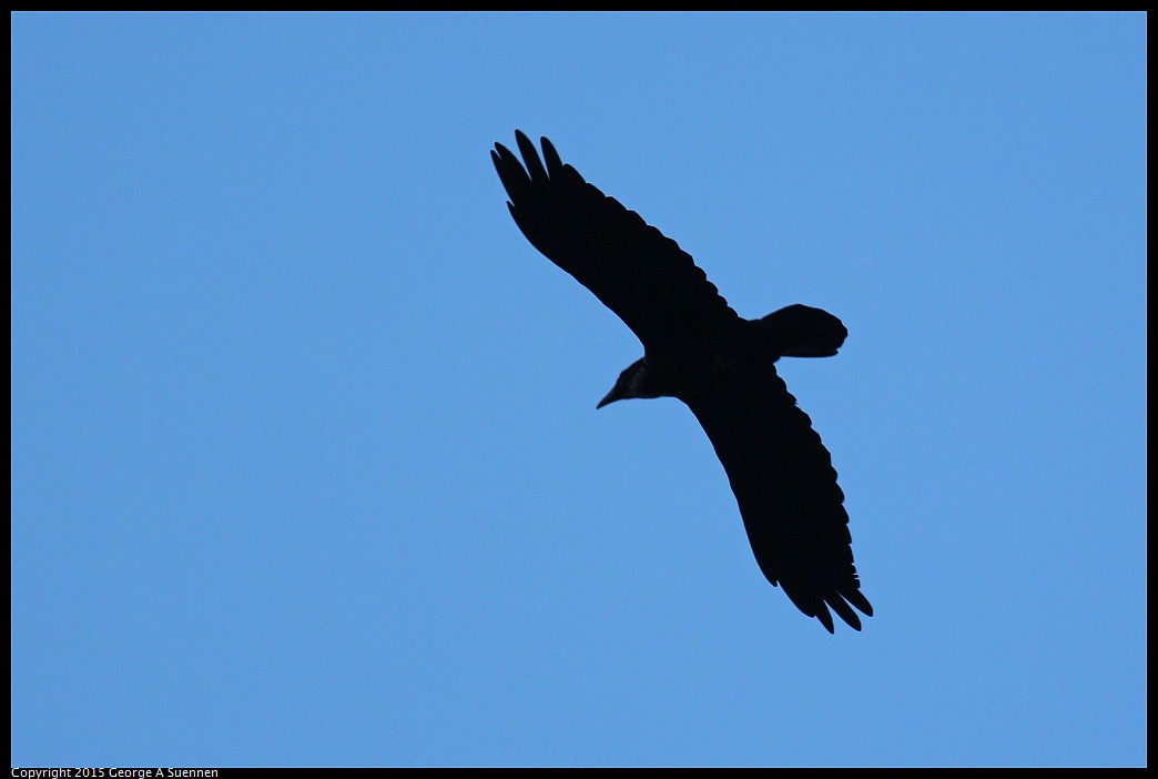 0306-172823-01.jpg - Common Raven