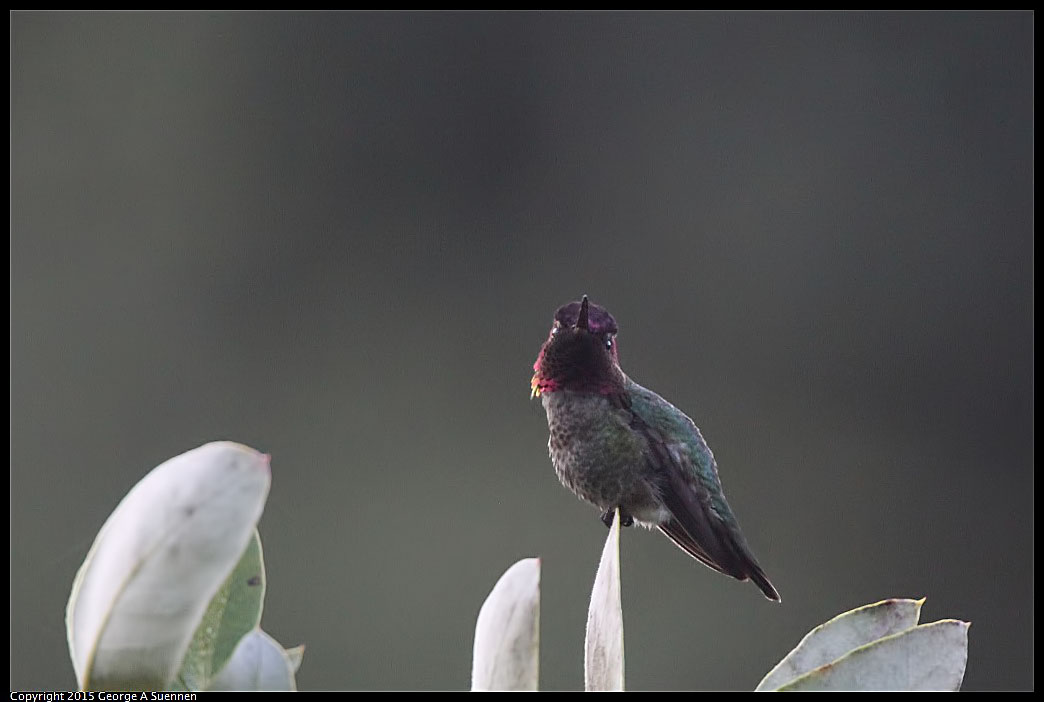 0313-085736-01.jpg - Anna's Hummingbird