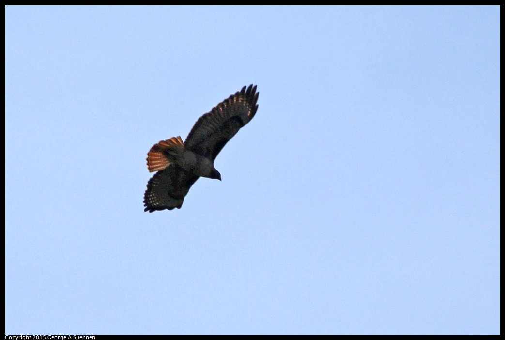 0313-100903-02.jpg - Red-tailed Hawk