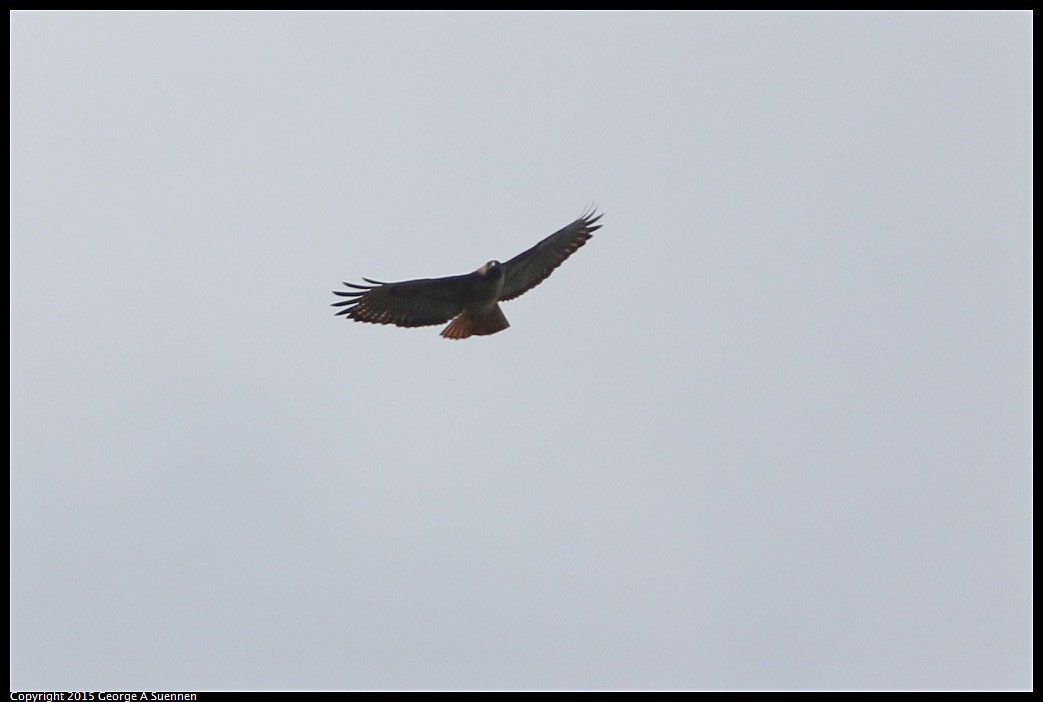 0313-101143-06.jpg - Red-tailed Hawk