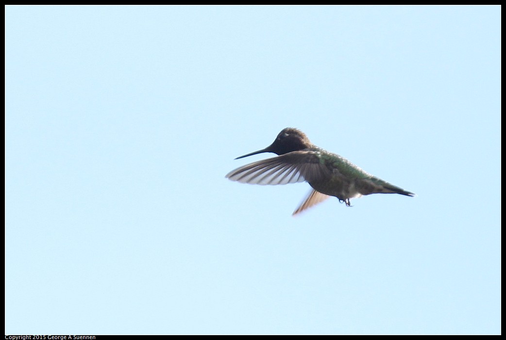 0313-101350-03.jpg - Anna's Hummingbird