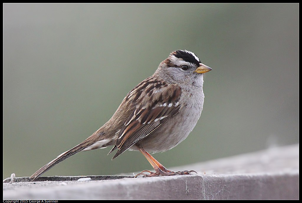 0321-172838-01.jpg - White-crowned Sparrow