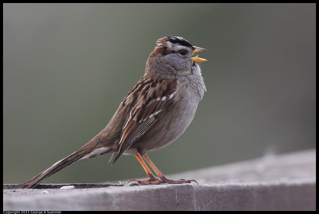 0321-172840-04.jpg - White-crowned Sparrow