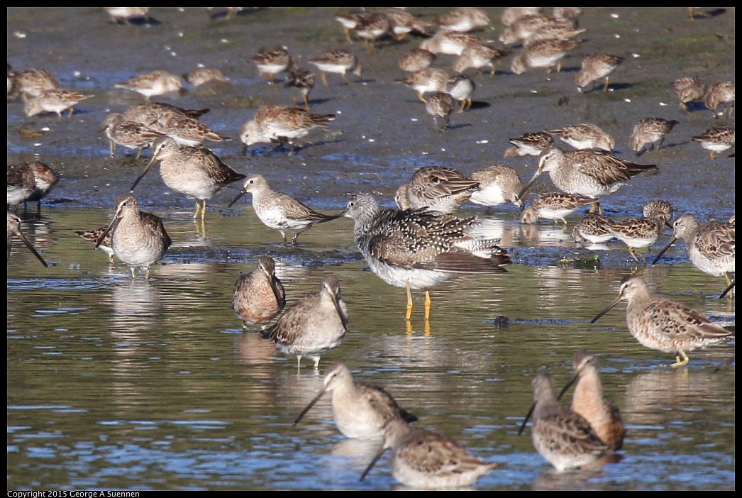 0401-082348-02.jpg - Greater Yellowlegs, Short-billed Dowitchers, Dunlin, and Least Sandpipers