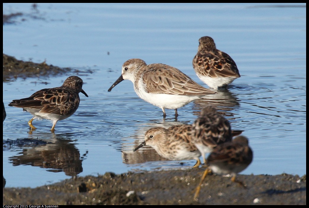0401-084113-02.jpg - Dunlin and Least Sandpipers
