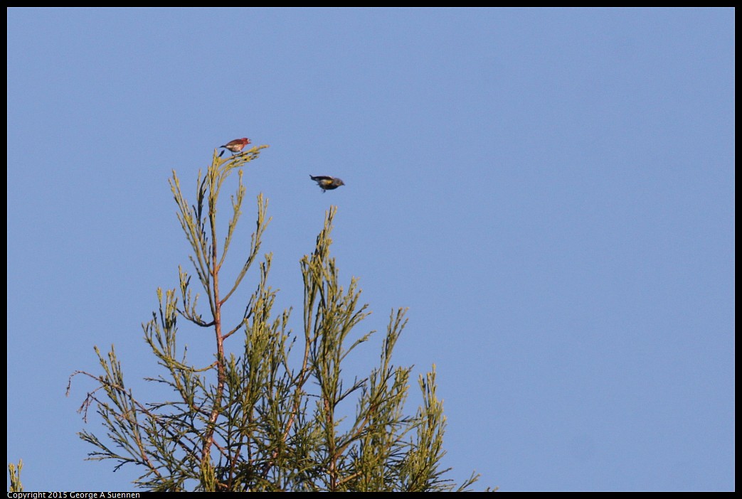 0403-083631-03.jpg - House Finch and Yellow-rumped Warbler