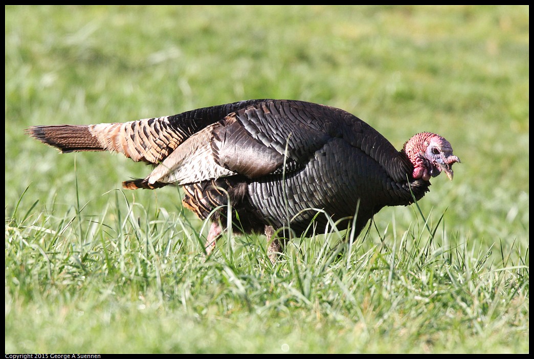 0403-085029-01.jpg - Wild Turkey