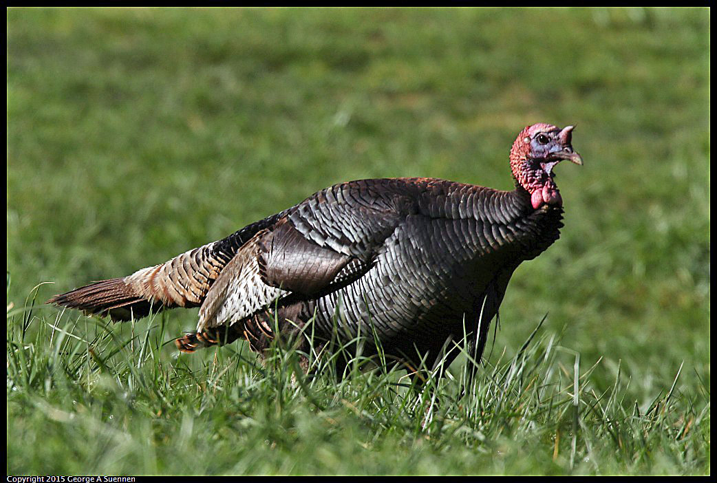 0403-085032-02.jpg - Wild Turkey