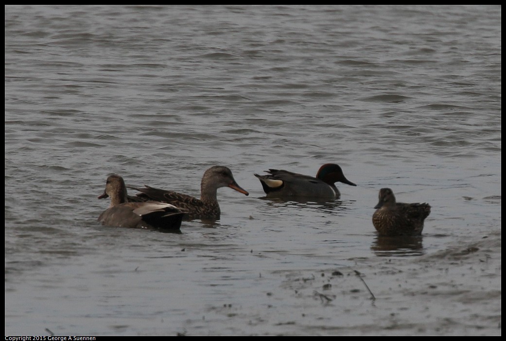 0404-165152-03.jpg - Green-winged Teal and Gadwall