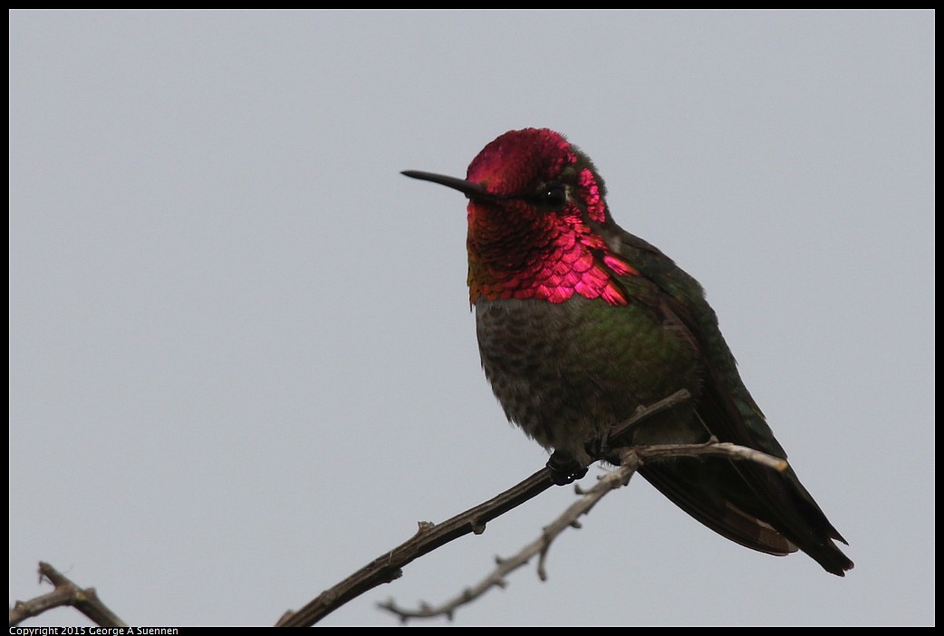0404-170338-04.jpg - Anna's Hummingbird