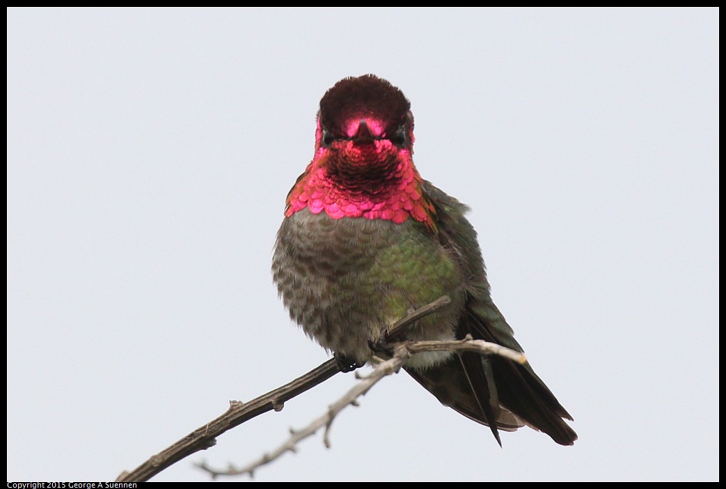 0404-170343-02.jpg - Anna's Hummingbird