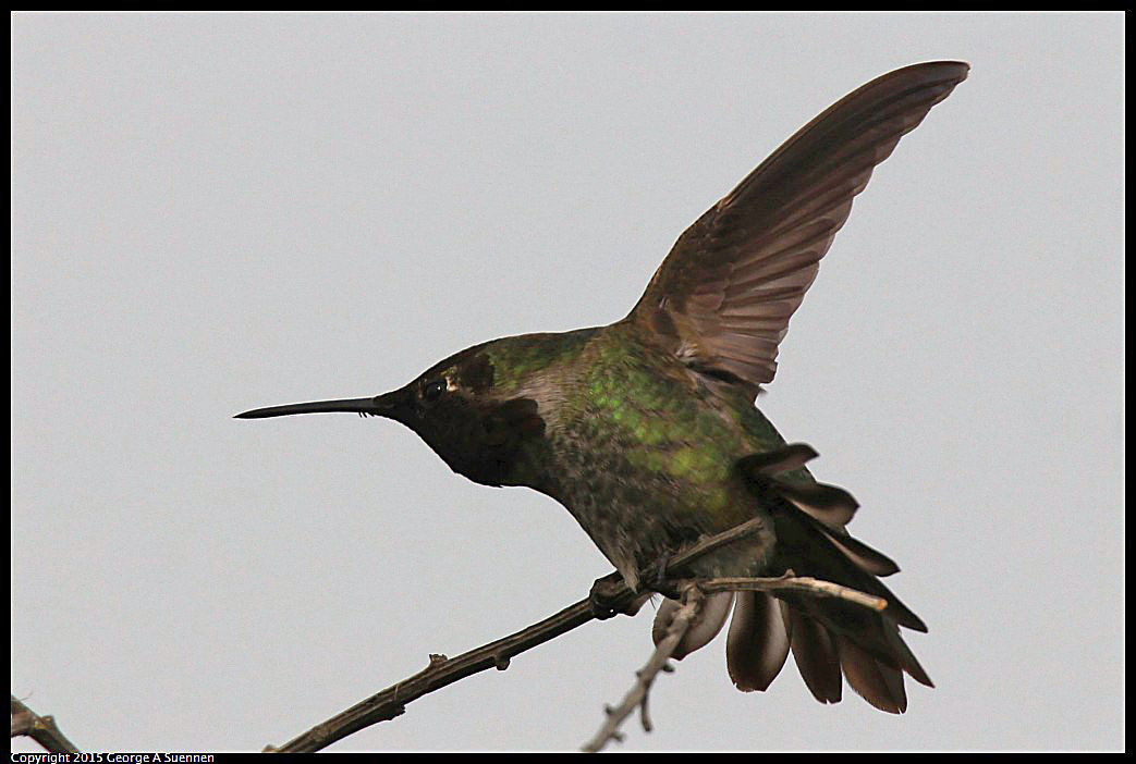 0404-170403-03.jpg - Anna's Hummingbird