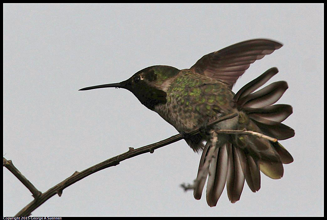 0404-170403-04.jpg - Anna's Hummingbird