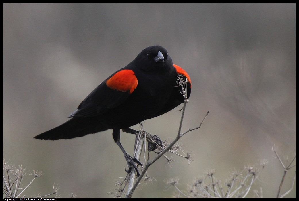0404-170600-02.jpg - Red-winged Blackbird