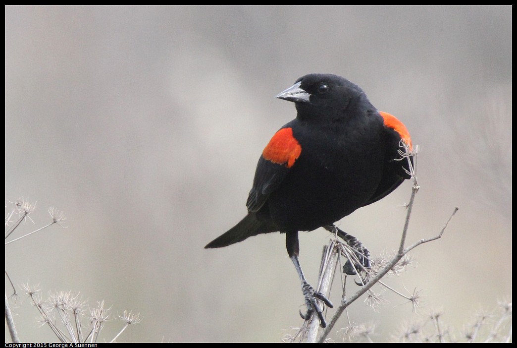 0404-170600-04.jpg - Red-winged Blackbird