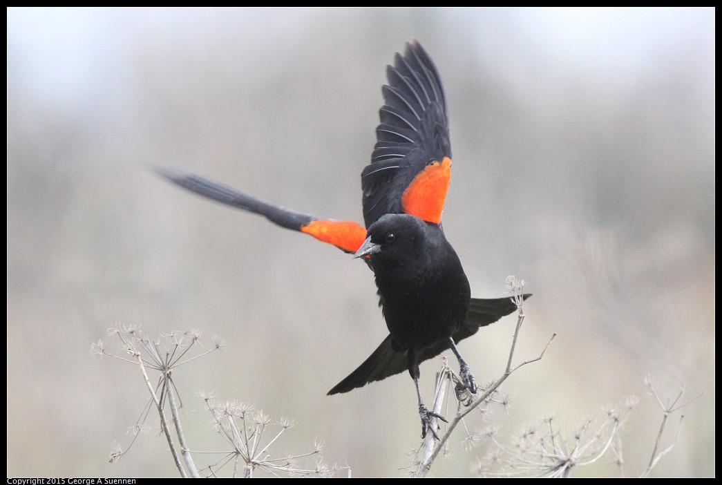 0404-170602-02.jpg - Red-winged Blackbird