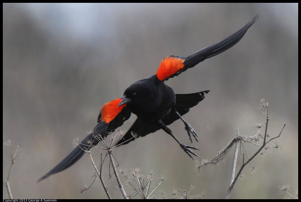 0404-170602-03.jpg - Red-winged Blackbird