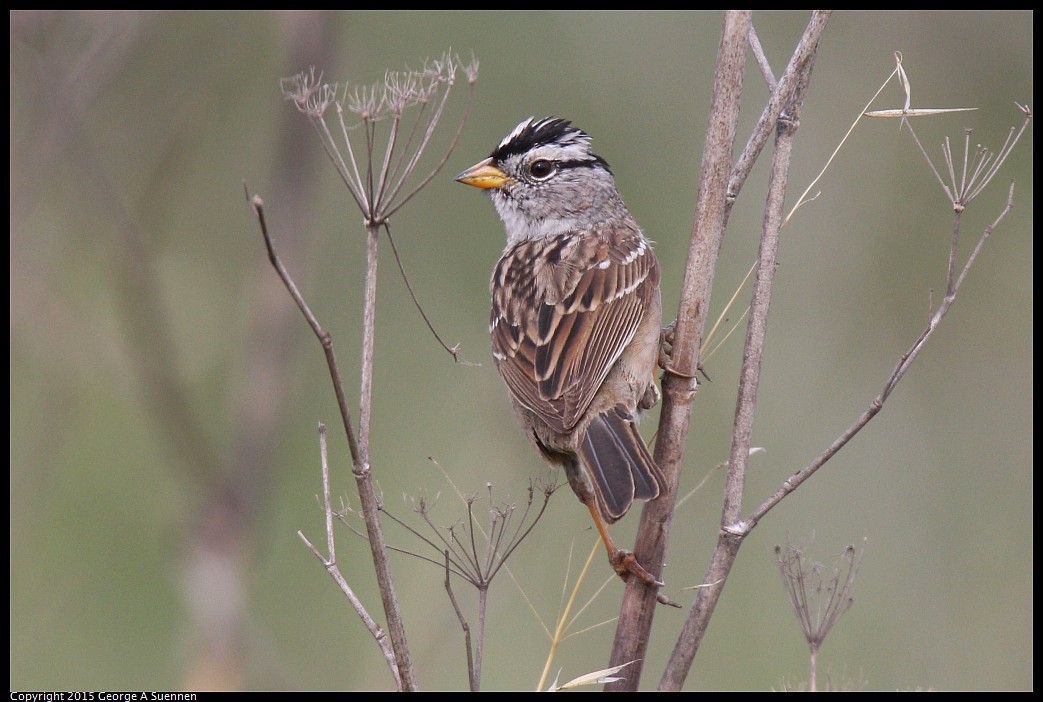 0404-170724-03.jpg - White-crowned Sparrow