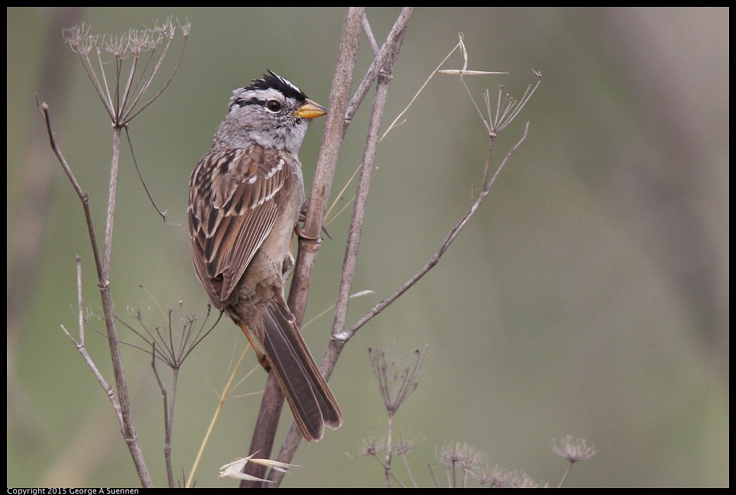 0404-170736-02.jpg - White-crowned Sparrow