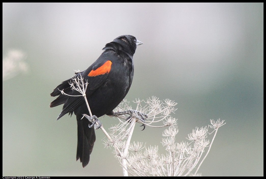0404-171000-03.jpg - Red-winged Blackbird