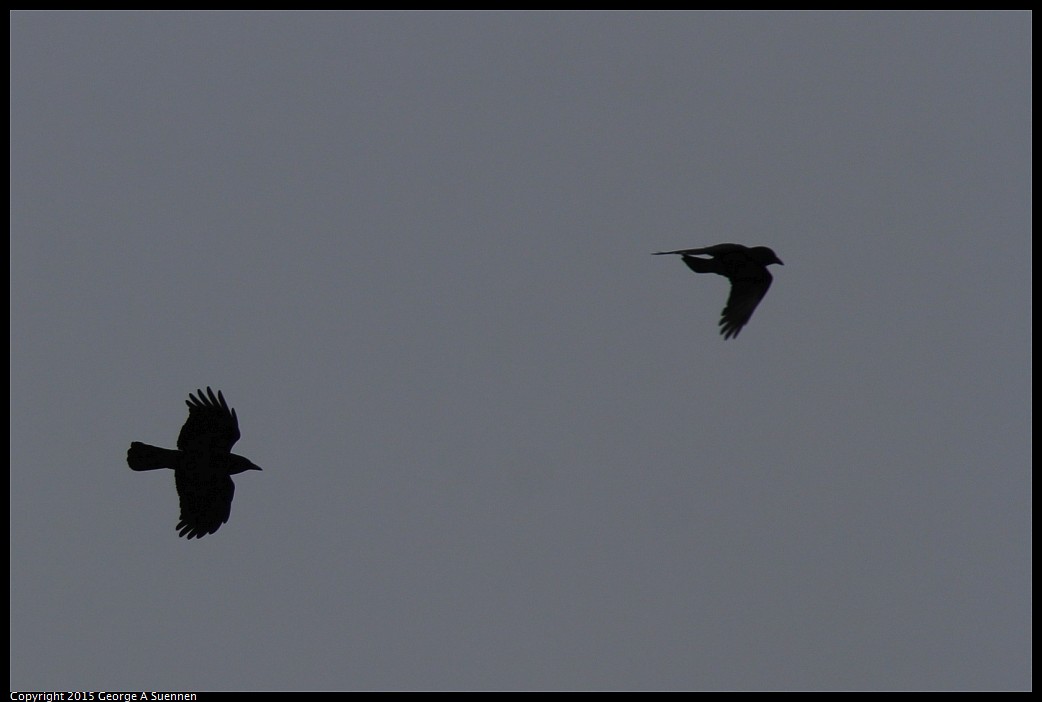 0404-180353-03.jpg - American Crow