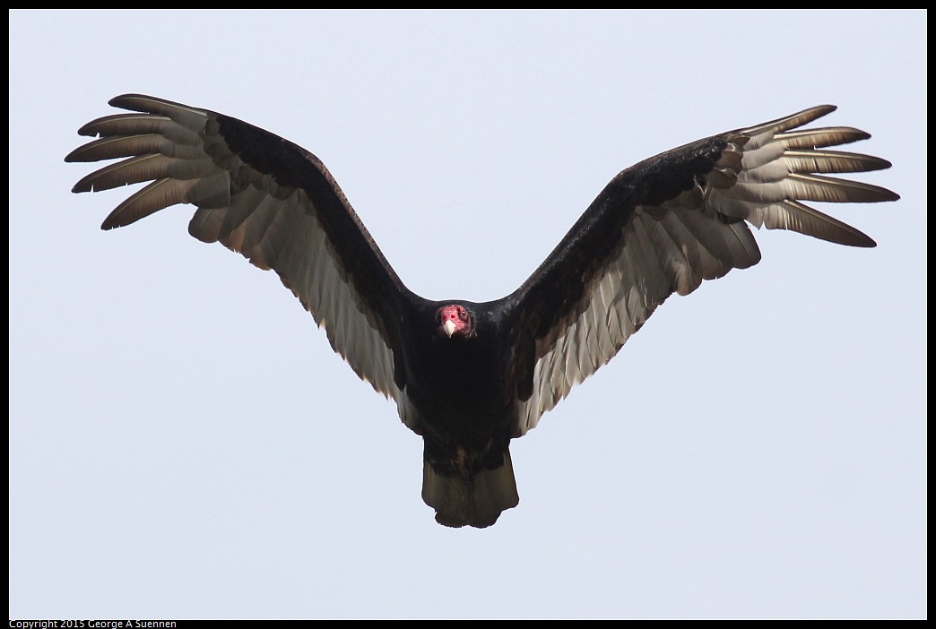 0405-160317-02.jpg - Turkey Vulture