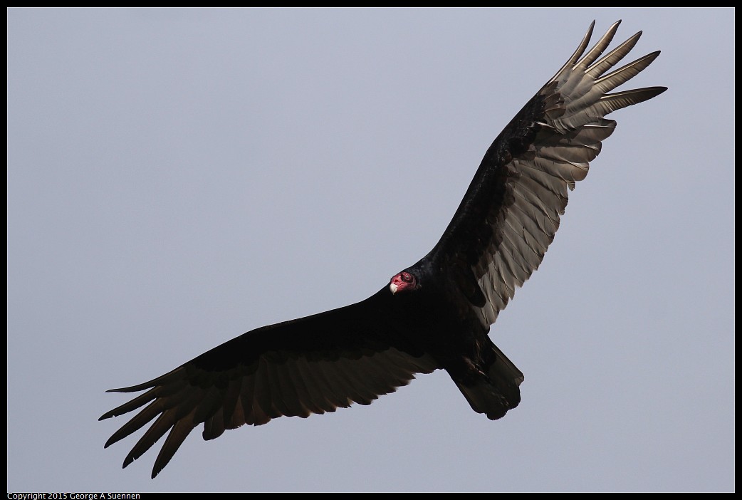 0405-160318-05.jpg - Turkey Vulture