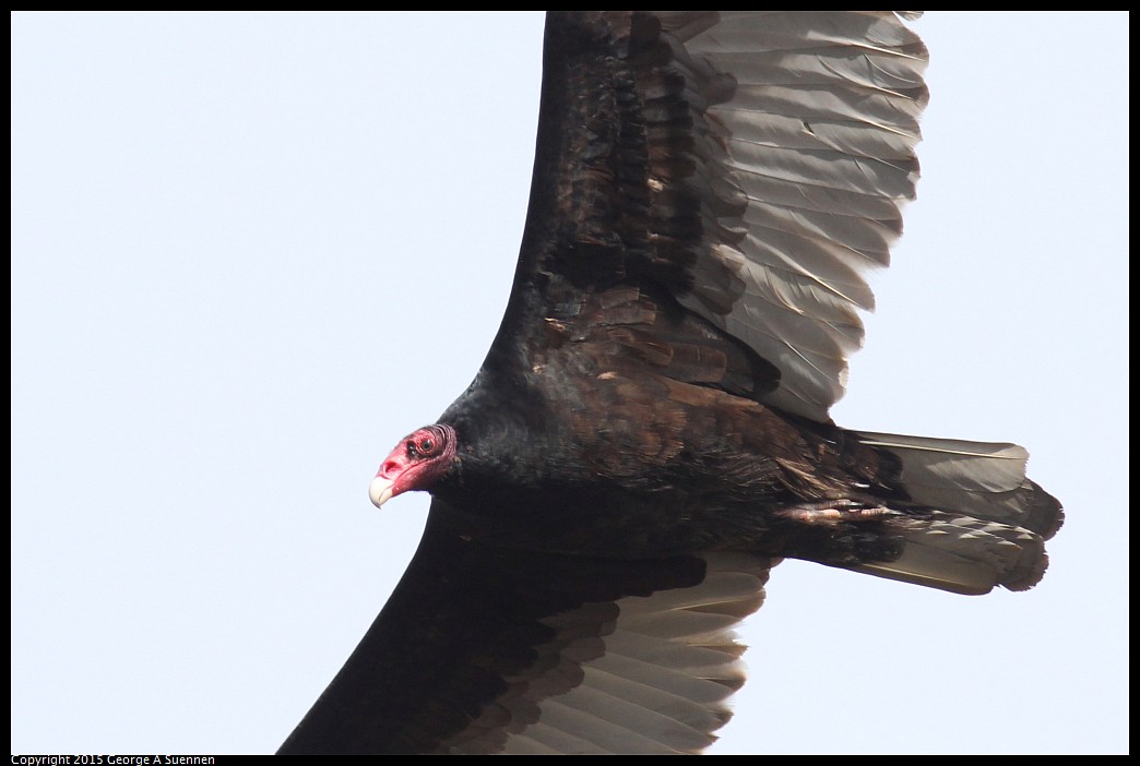 0405-160319-05.jpg - Turkey Vulture