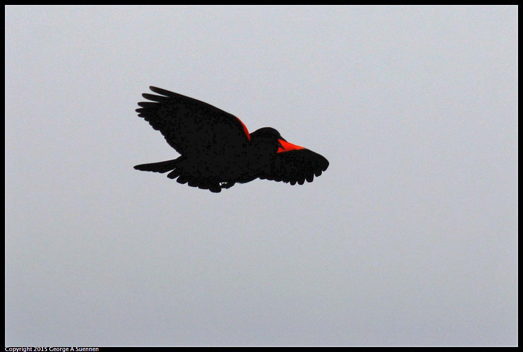 0405-160937-01.jpg - Red-winged Blackbird