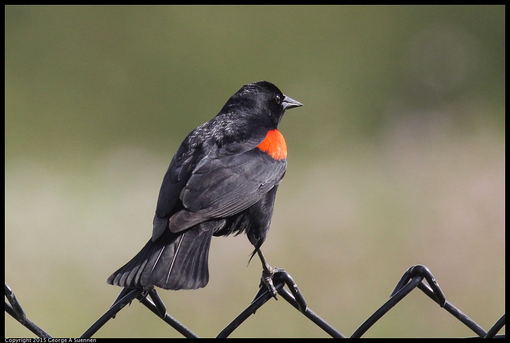 0405-160941-01.jpg - Red-winged Blackbird
