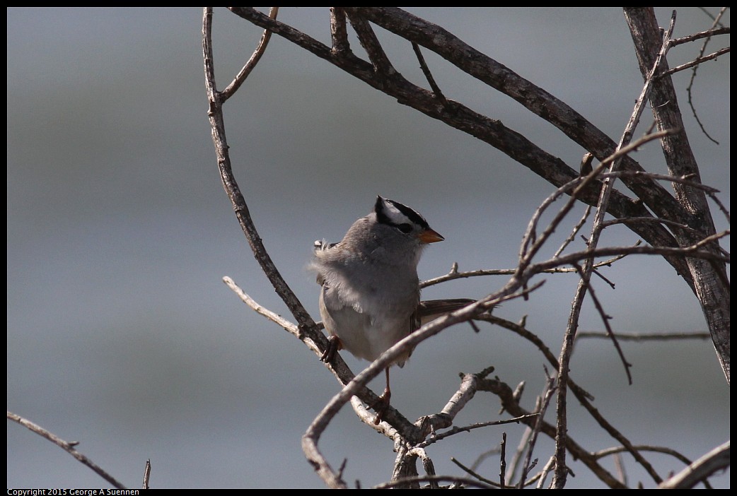 0405-163337-01.jpg - White-crowned Sparrow