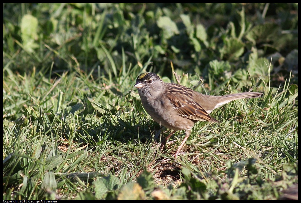 0405-171648-01.jpg - Golden-crowned Sparrow