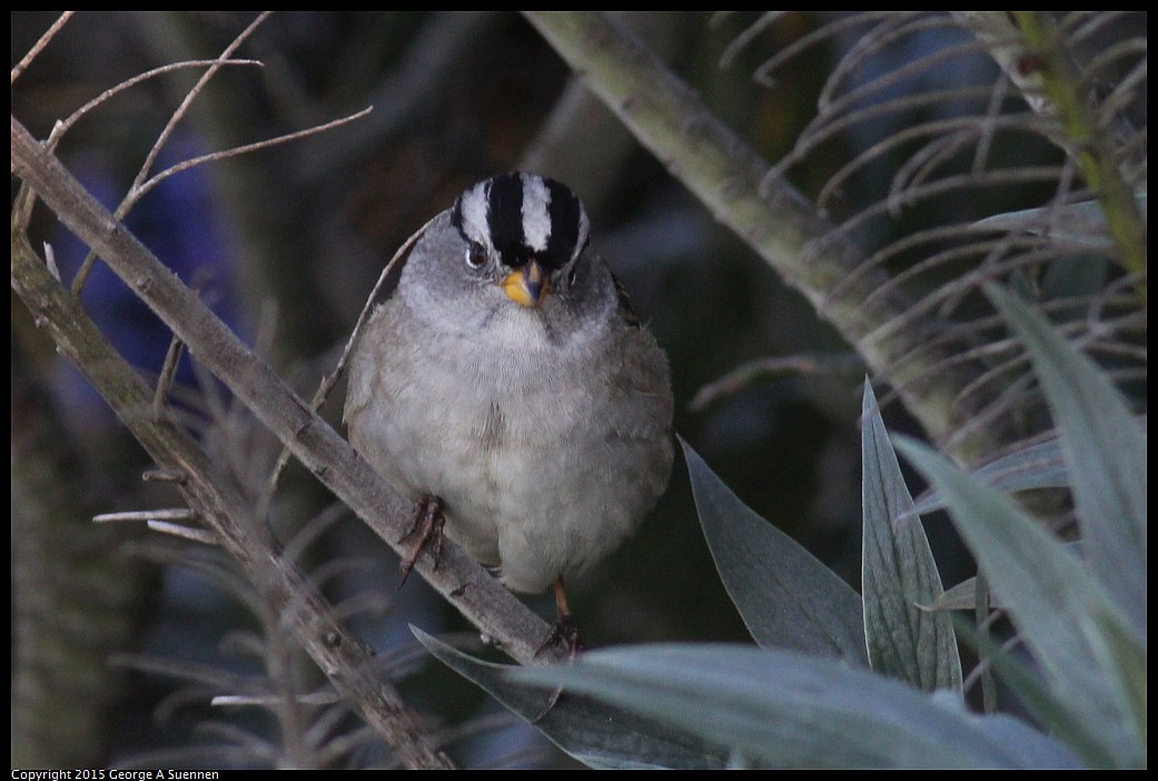 0405-173146-02.jpg - White-crowned Sparrow