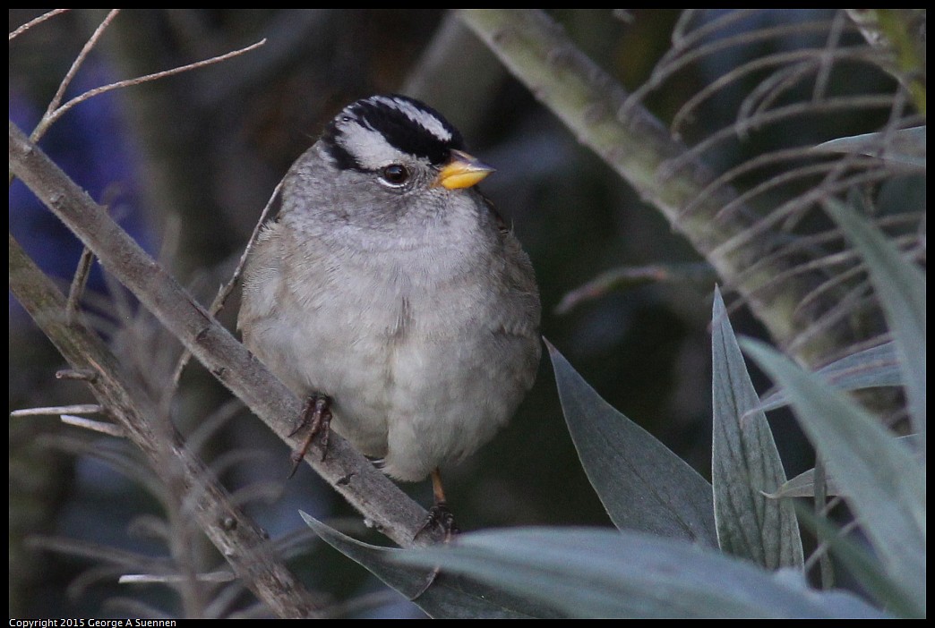 0405-173147-02.jpg - White-crowned Sparrow