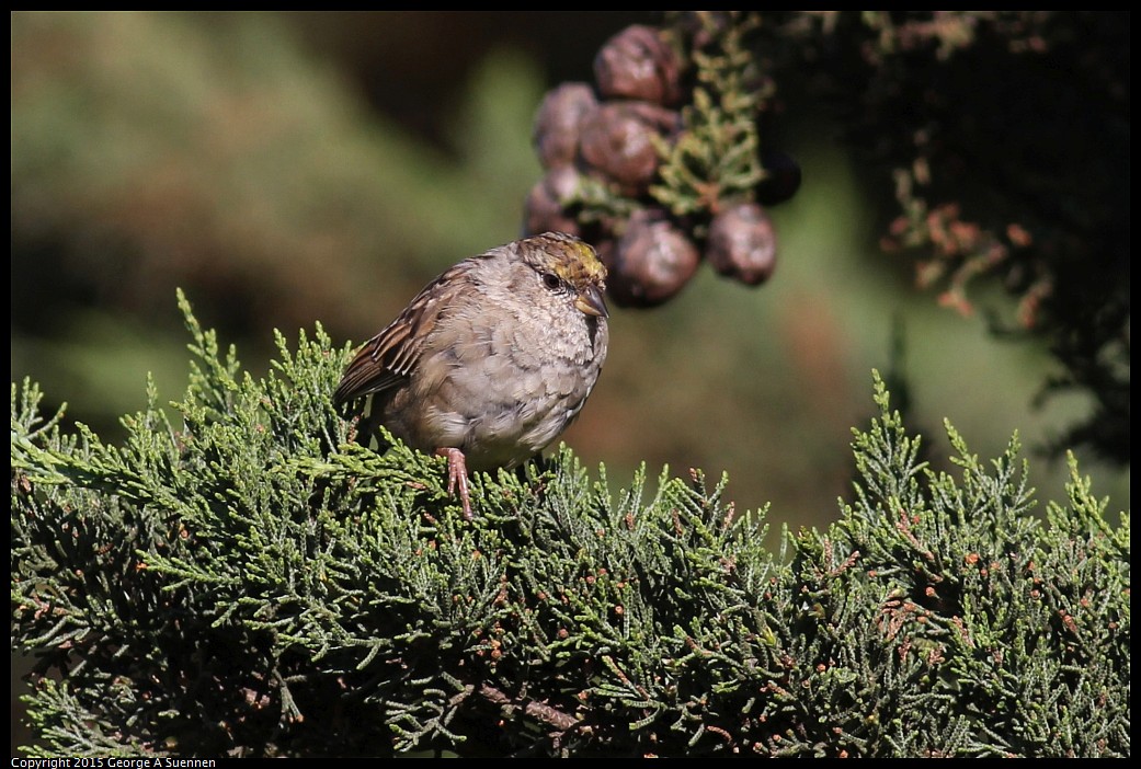 0405-173231-02.jpg - Golden-crowned Sparrow