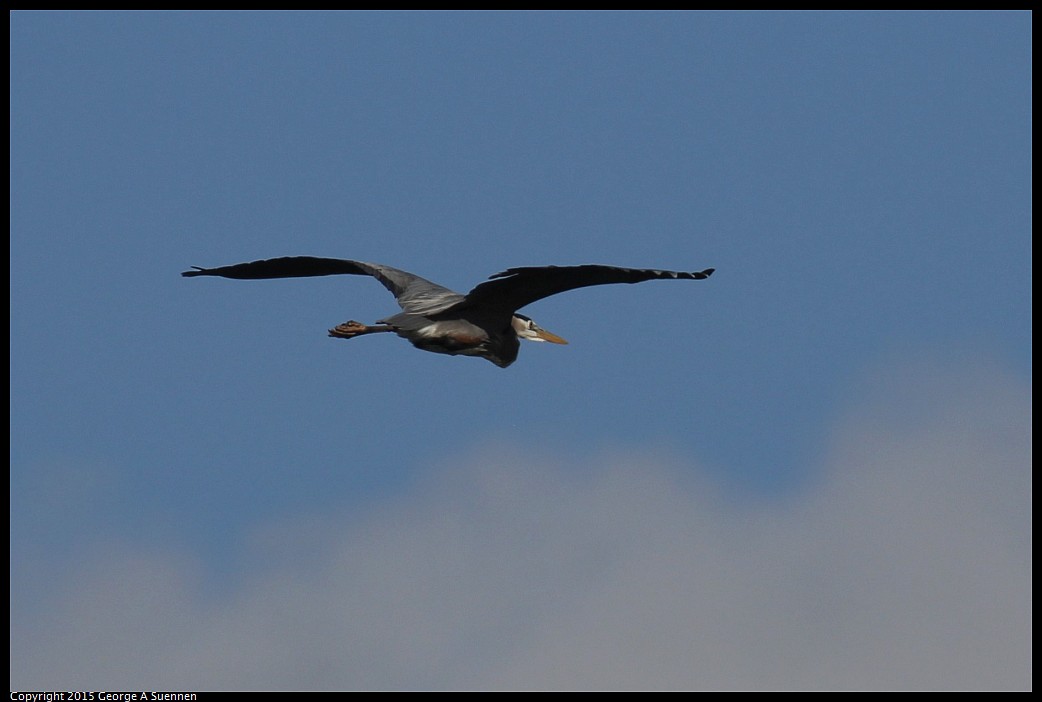 0405-173747-01.jpg - Great Blue Heron
