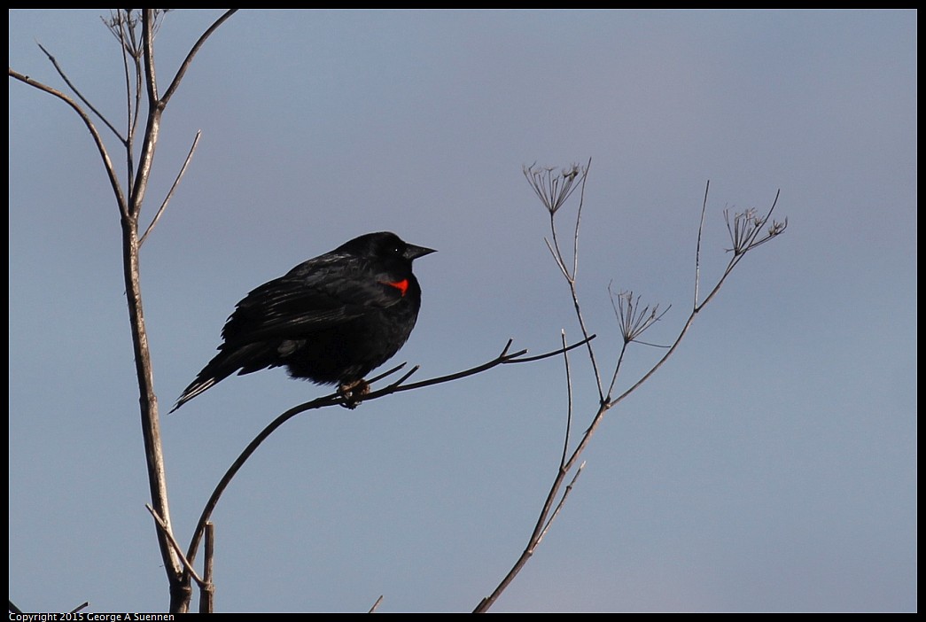 0405-174349-02.jpg - Red-winged Blackbird