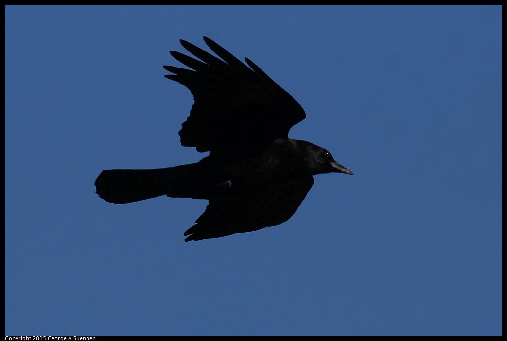 0405-174410-03.jpg - Common Raven