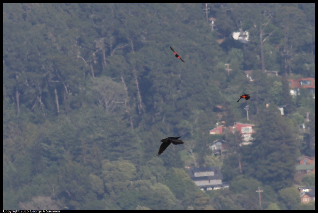 0405-174427-02.jpg - Red-winged Blackbird and Raven