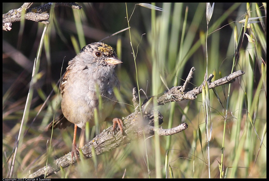 0405-175915-02.jpg - Golden-crowned Sparrow
